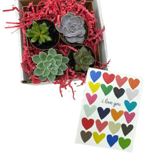 Valentine 4-Pack Succulents - Succulent-Plants.com