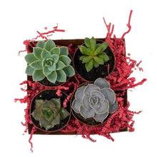 Load image into Gallery viewer, Valentine 4-Pack Succulents - Succulent-Plants.com
