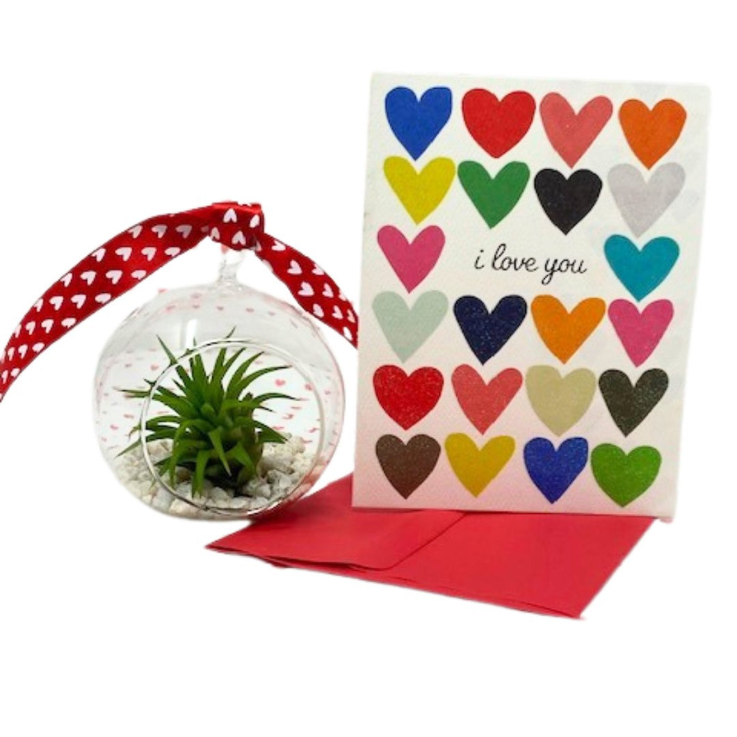 Valentine Air Plant Gift - Succulent-Plants.com