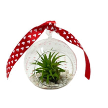 Load image into Gallery viewer, Valentine Air Plant Gift - Succulent-Plants.com
