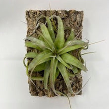 Load image into Gallery viewer, Xerographica (4&quot;-5&quot;) Mounted Display - Succulent-Plants.com
