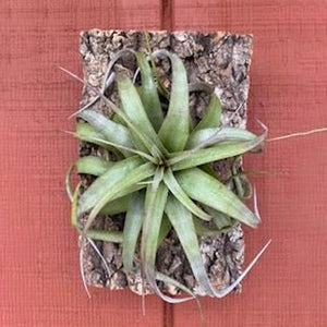 Xerographica (4"-5") Mounted Display - Succulent-Plants.com